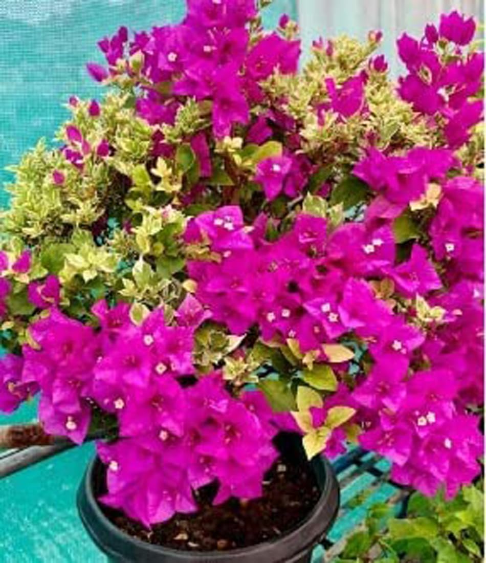 Bougainvillea Spectabilis Plant Seeds for Bright, Climbing Flowers