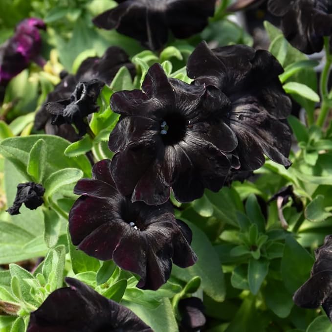 Black Velvet Petunia Seeds for Stunning, Dark Petunia Blooms