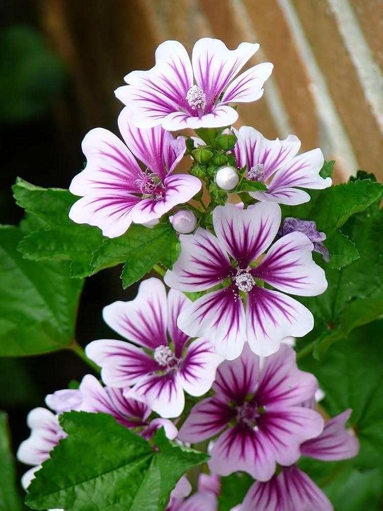 Malva Flower seeds for Planting - Seasonal Bloomer, Heirloom & GMO Free Seeds for Home Garden