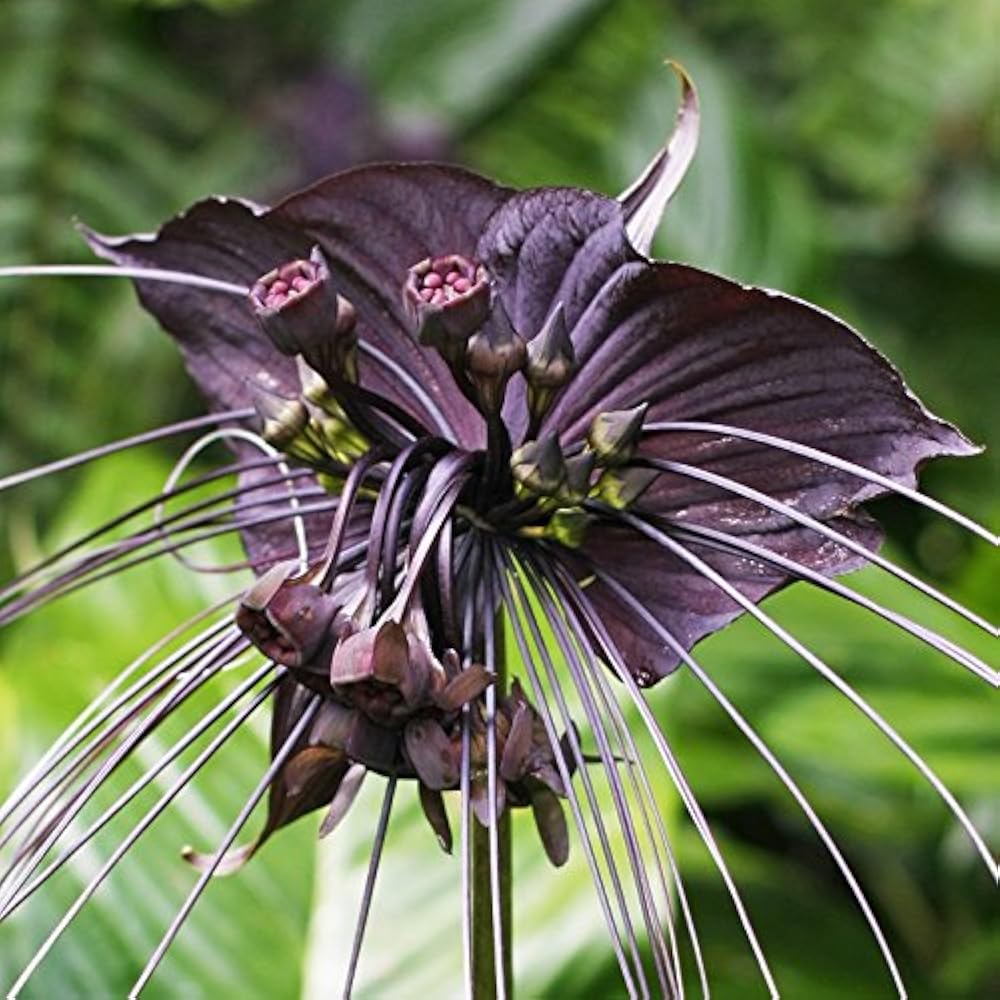Butterfly Orchid Flower seeds for Planting - Fragrant Blossoms, Heirloom & GMO Free Seeds for Home Garden