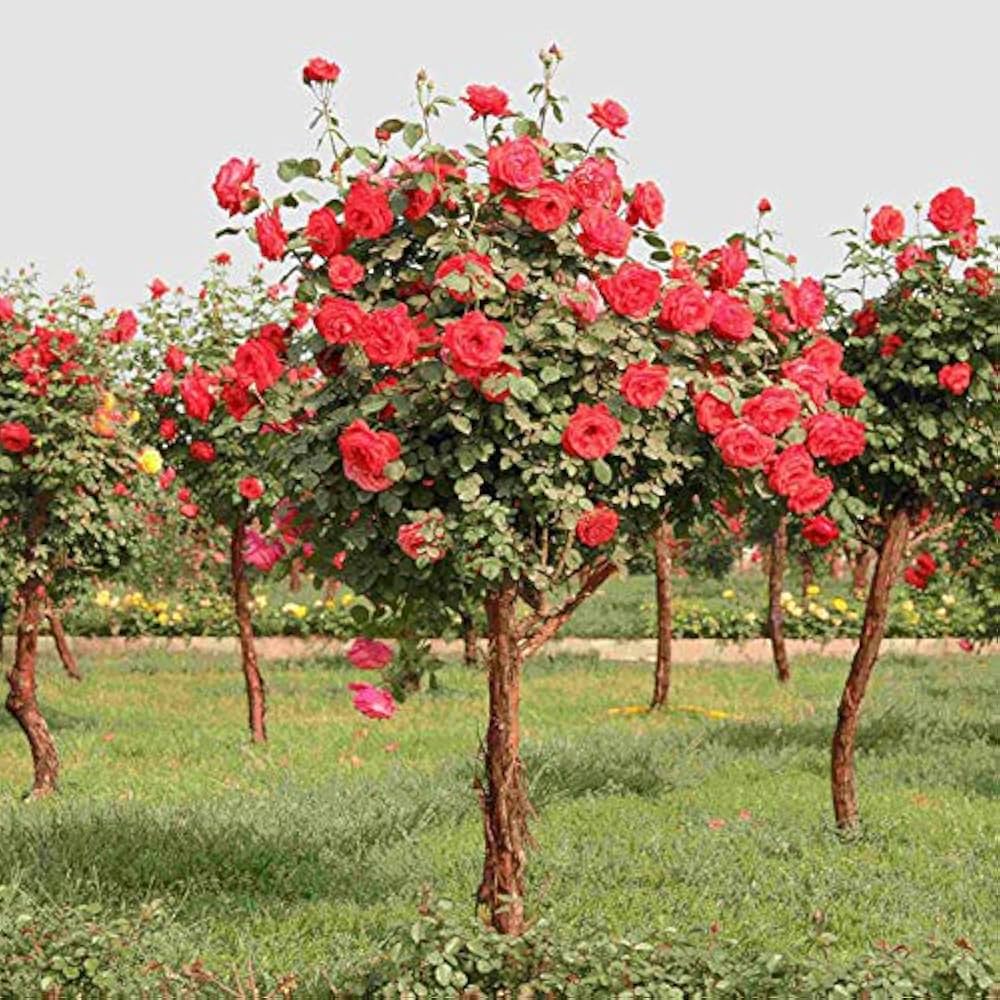 Rose Tree Rosa Chinensis Red Seeds for Planting Balcony Pot Garden