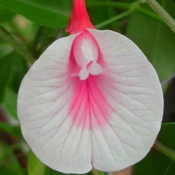 White Pink Cattleya Hybrida Flower seeds for Planting - Long Bloom Season, Heirloom & GMO Free Seeds for Home Garden
 
 Sale seeds for home garden