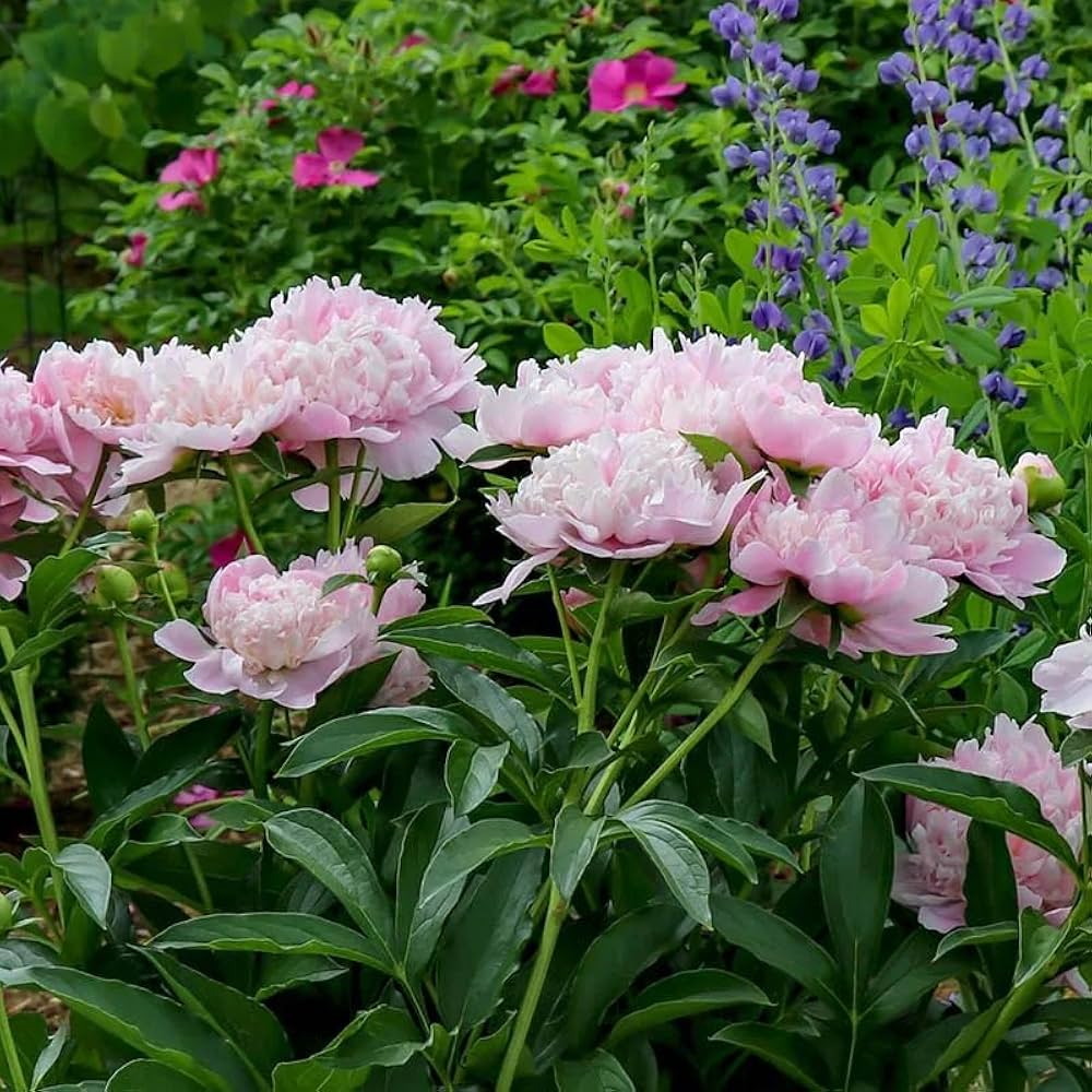 Fernleaf Peony Seeds for Planting Paeonia tenuifolia for flower beds and perennial gardens