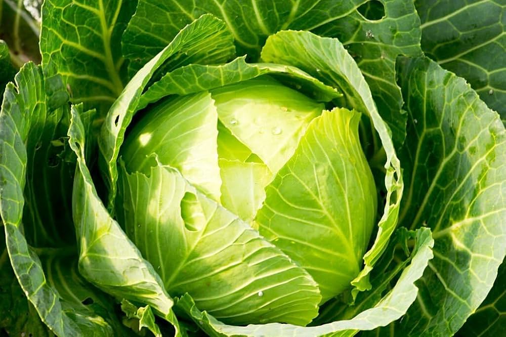Cabbage Seeds for Planting Brassica oleracea for vegetable patches and raised garden beds