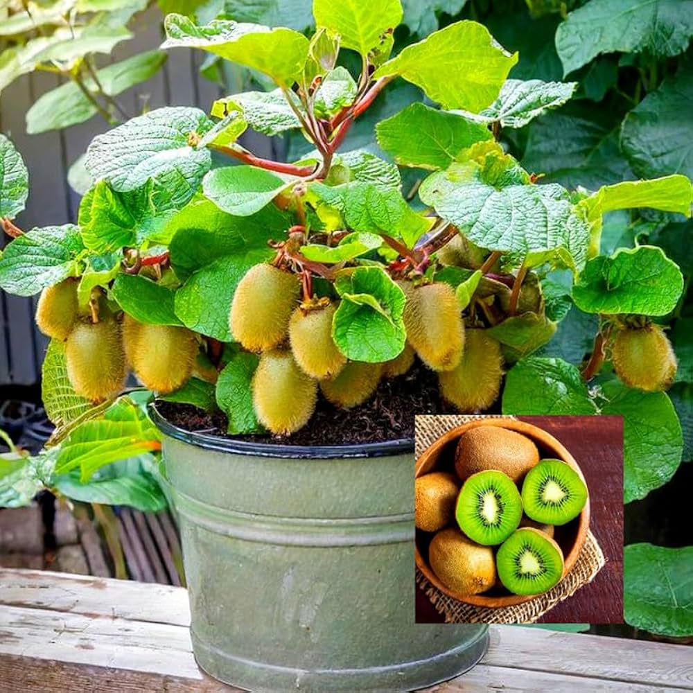 Green Kiwi Fruit Planting Seeds for Home Gardening | Grow Delicious Kiwi at Home