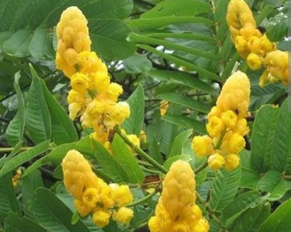 Yellow Cassia Alata Flower seeds for Planting - Vibrant Colors, Heirloom & GMO Free Seeds for Home Garden