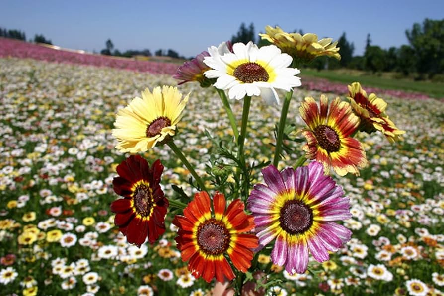 Painted Daisy Chrysanthemum Flower Seeds
