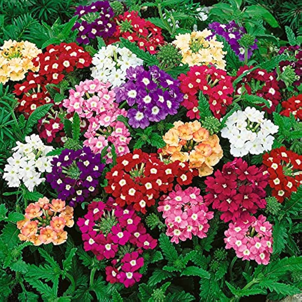 Mixed Verbena Flower seeds for Planting - Fragrant Blossoms, Heirloom & GMO Free Seeds for Home Garden