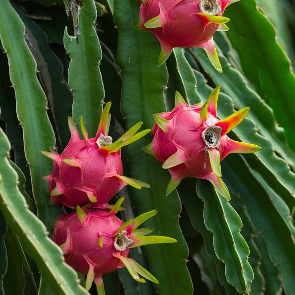 Red Pitaya Fruit Seeds for Easy Planting