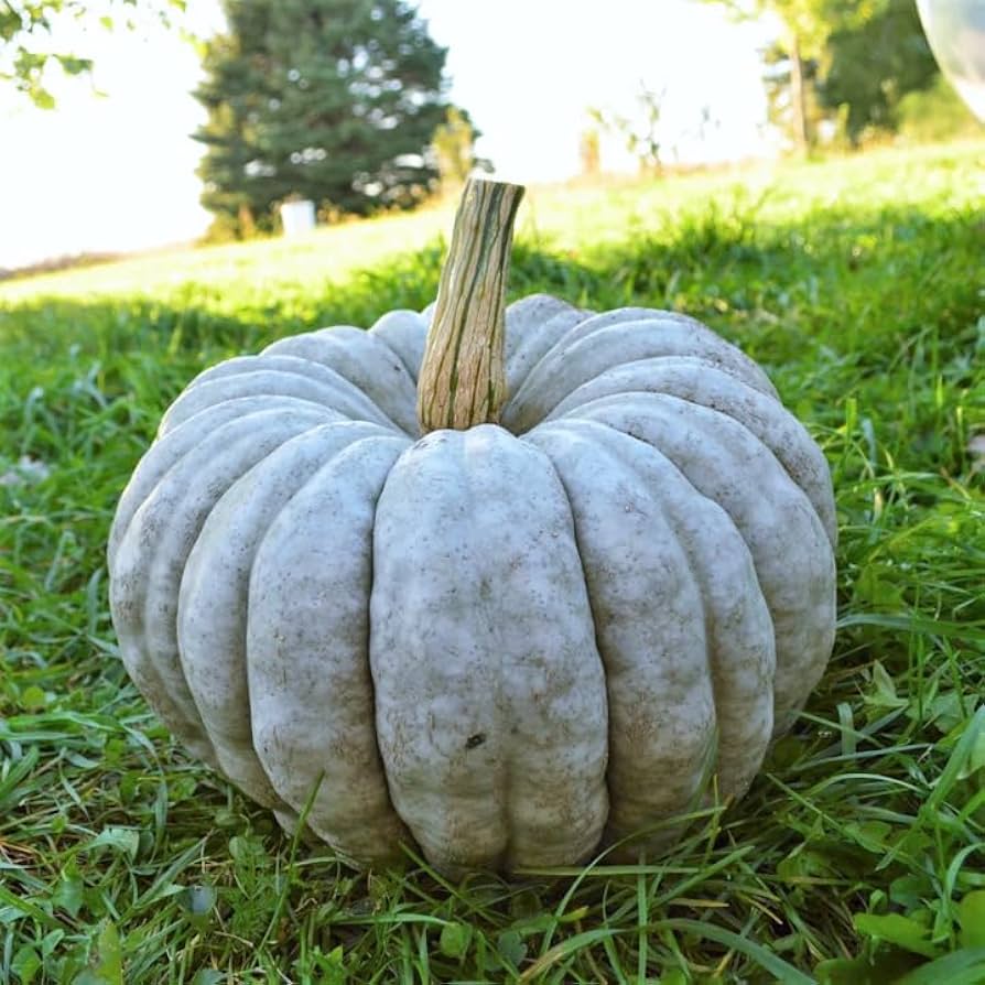 Gray Zapallo Plomo Vegetable Planting Seeds