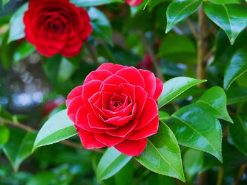 Camellia Flower Seeds Red Flower seeds for Planting - Cottage Garden Essential, Heirloom & GMO Free Seeds for Home Garden