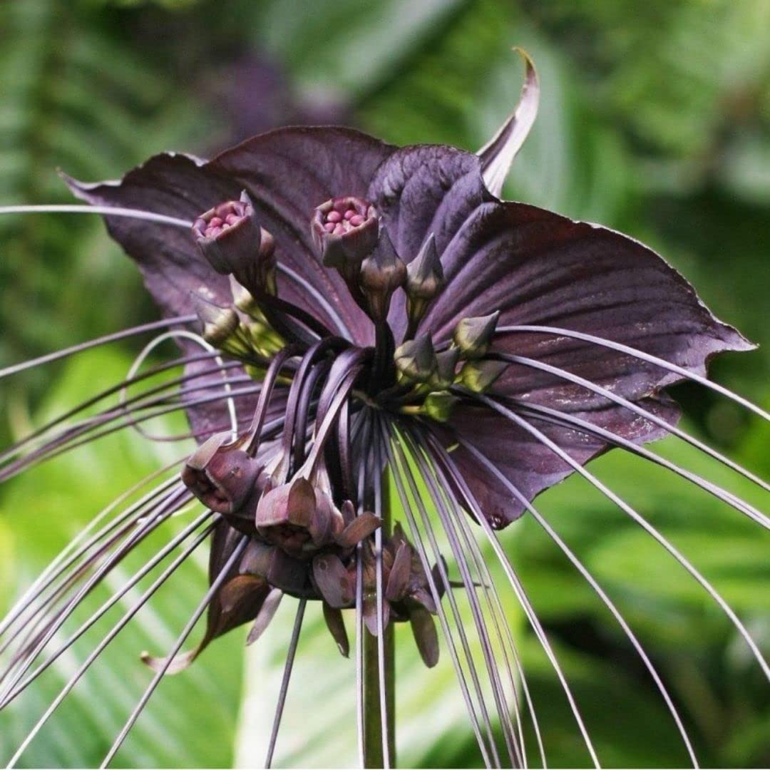 Tacca Chantrieri Flower seeds for Planting Colorful Display Heirloom & GMO Free Seeds for Home Garden