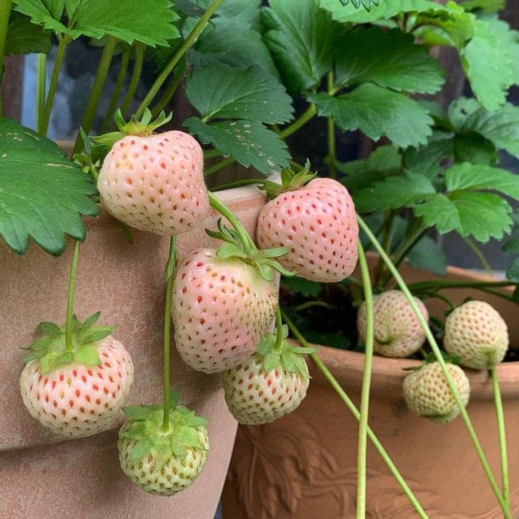 White Strawberry Planting for Edible Landscapes  Seed for Fresh Garden Treats