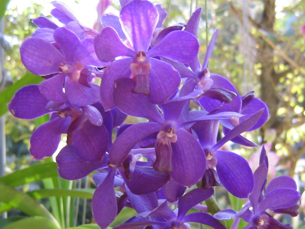 Purple Ascocentrum Flower seeds for Planting - Low Maintenance, Heirloom & GMO Free Seeds for Home Garden