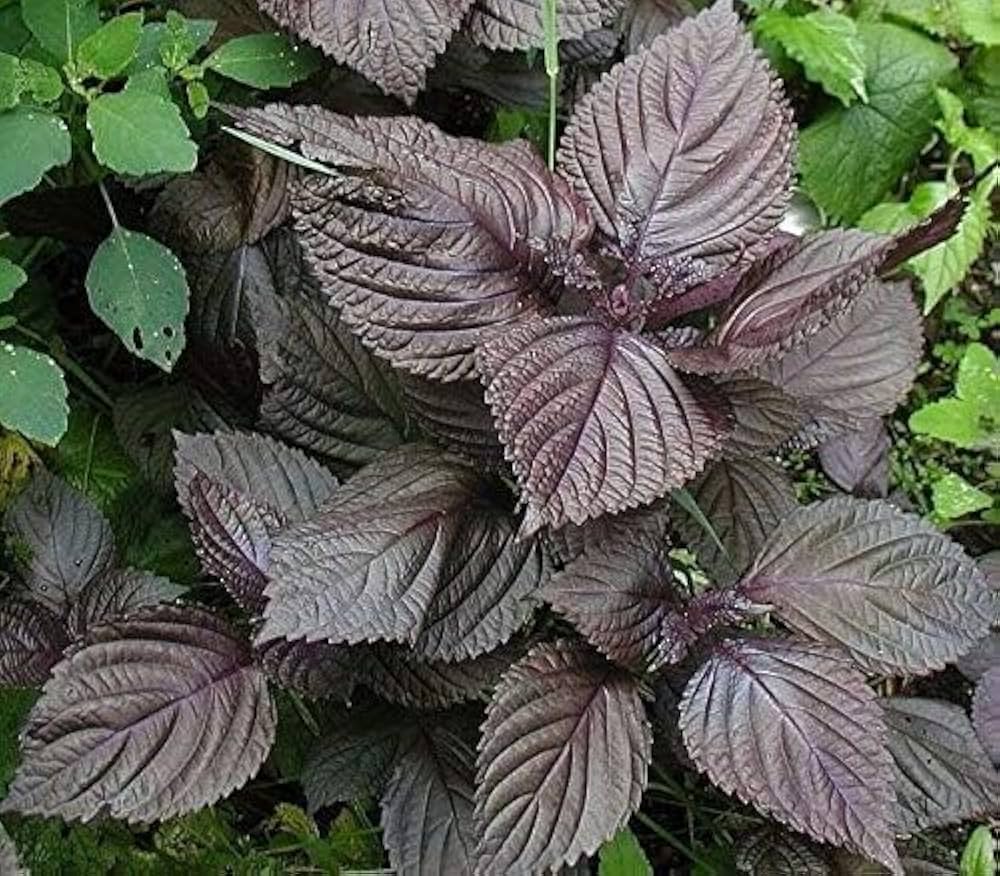 Purple Leaf Perilla Seeds for Easy Planting