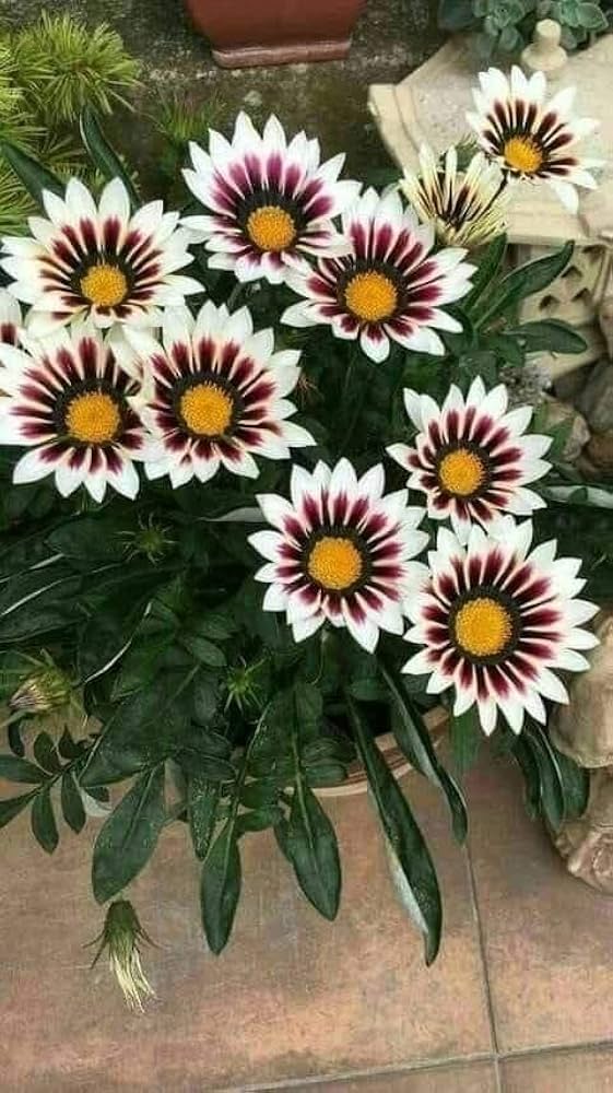 Gazania rigens Flower Seeds for Planting in Flower Bed & Garden
