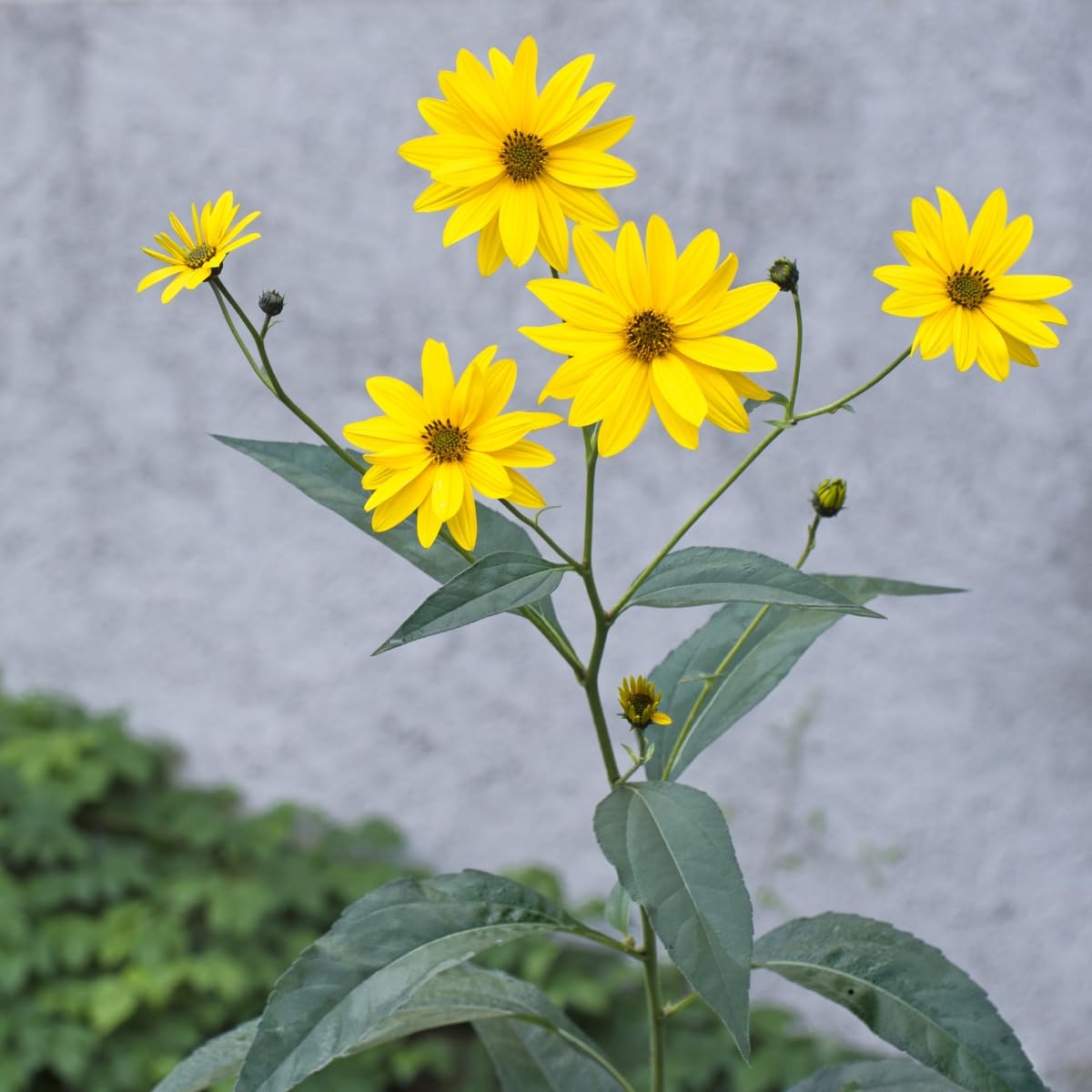 Topinambur Flower seeds for Planting - Long Bloom Season, Heirloom & GMO Free Seeds for Home Garden