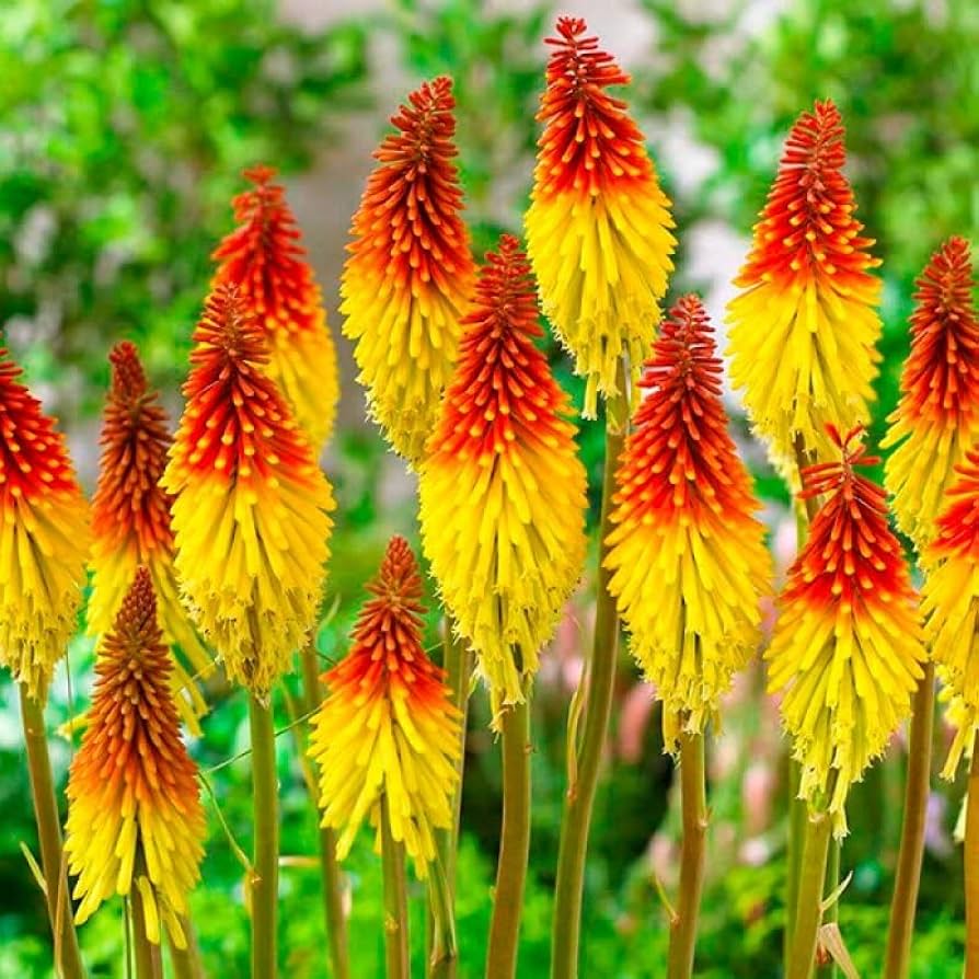 Fresh Caulescens Flower seeds for Planting - Wildflower Mix, Heirloom & GMO Free Seeds for Home Garden