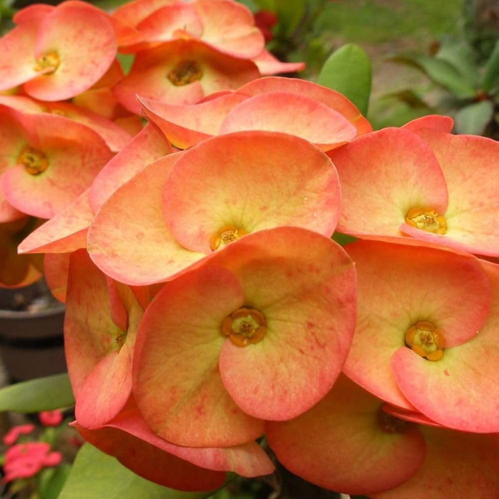 Gibraltar Seeds for Planting Orchids Gibraltar for flower beds and container gardens