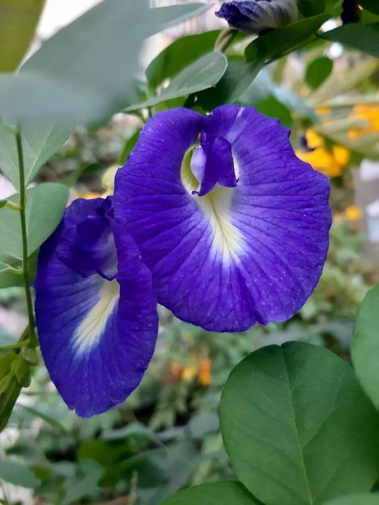 Fresh Clitoria Flower seeds for Planting - Hardy Variety, Heirloom & GMO Free Seeds for Home Garden