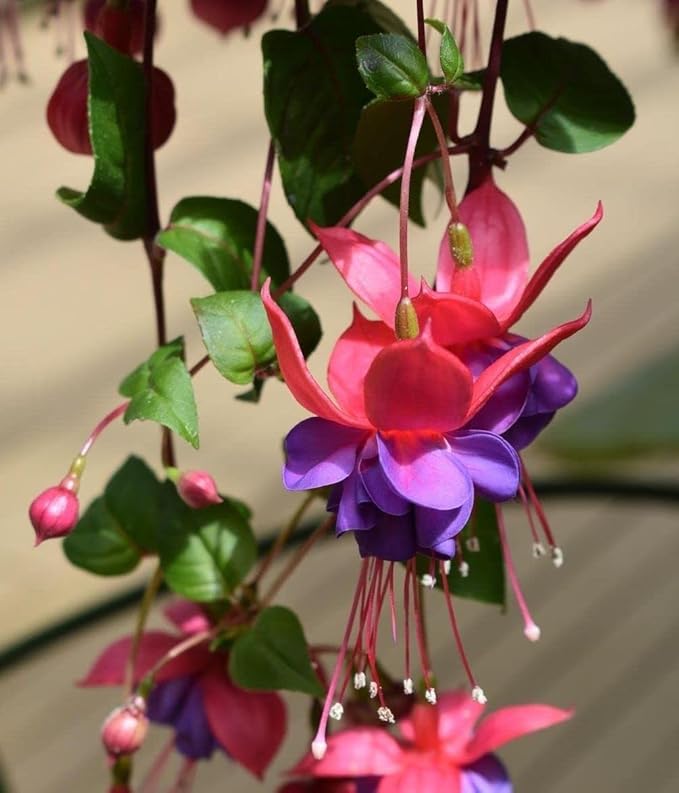 Fuchsia Fuchsia spp Flower Seeds for Planting in Flower Bed