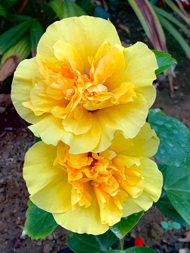 Yellow Dianthus Flower seeds for Planting - Wildflower Mix, Heirloom & GMO Free Seeds for Home Garden