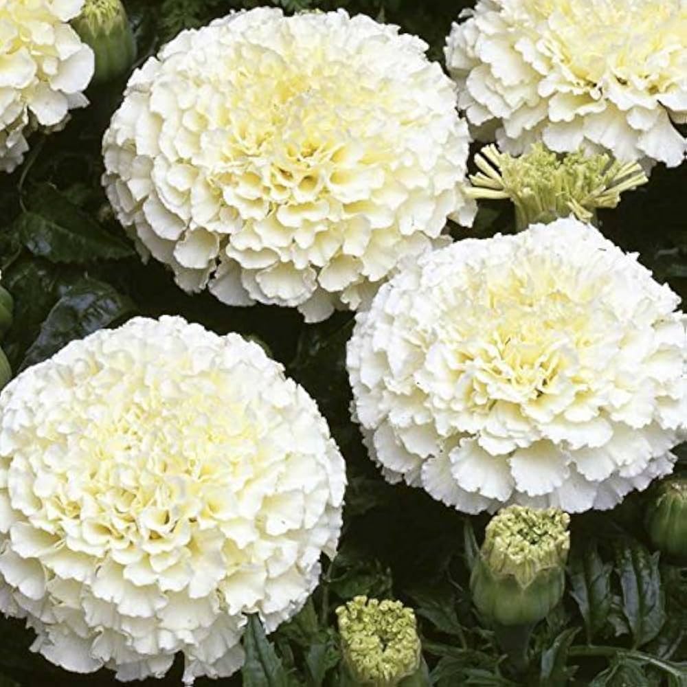 African Marigold Tagetes erecta Seeds for planting in flower bed