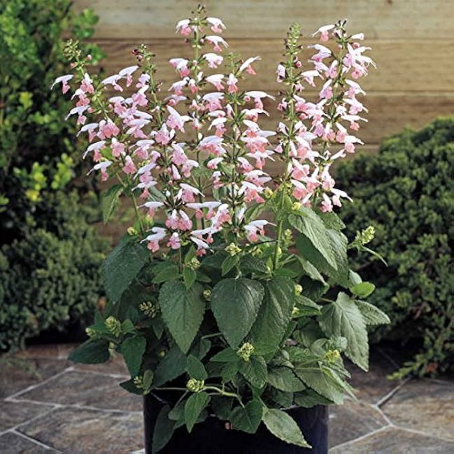 Salvia Nemorosa Summer Jewel Pink Seeds for Planting Cottage Garden Flower Pathways