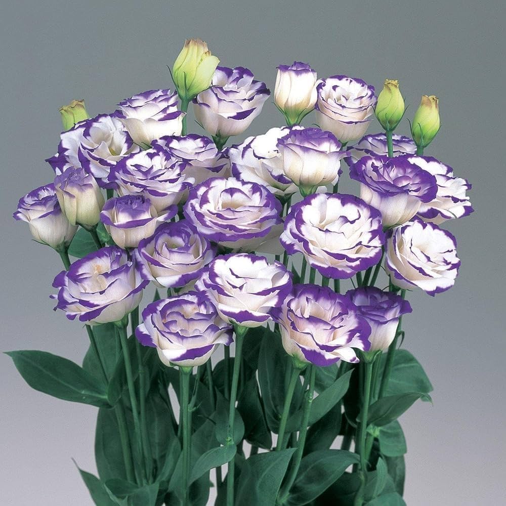 Blue and White Eustoma Flower Seeds for Planting