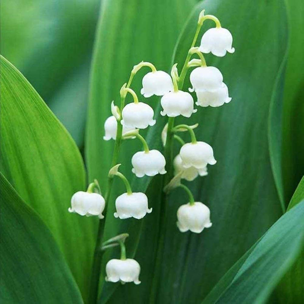 Giglio dei Semi Flower Valley Bell Orchid Seeds