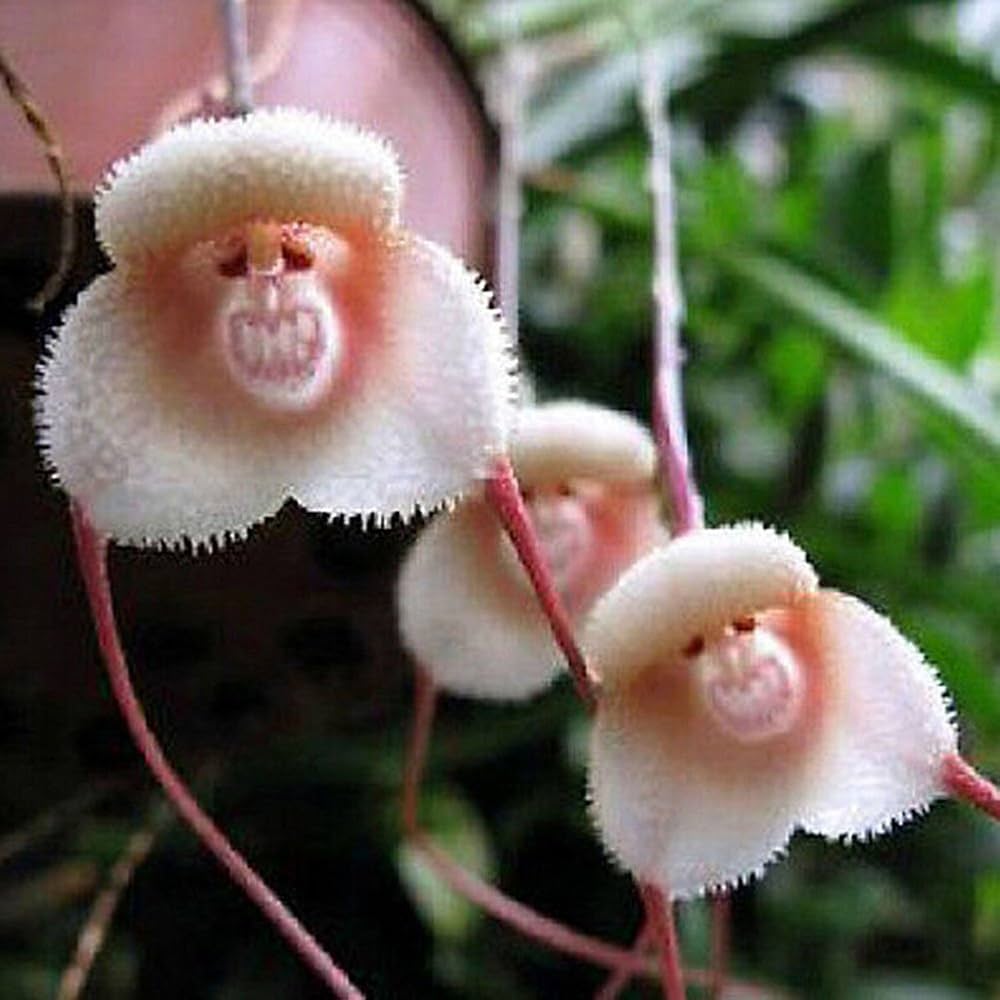 Mixed Monkey Face Orchid Flower seeds for Planting - Cut Flower Favorite, Heirloom & GMO Free Seeds for Home Garden