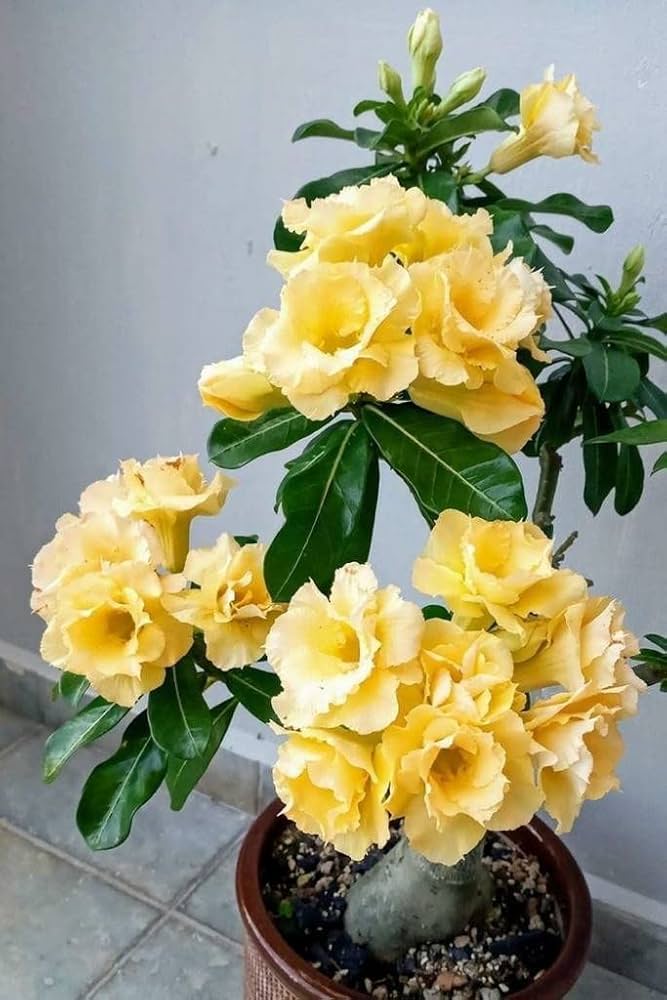 Light Lemon Adenium Flower Seeds for Vibrant Planting