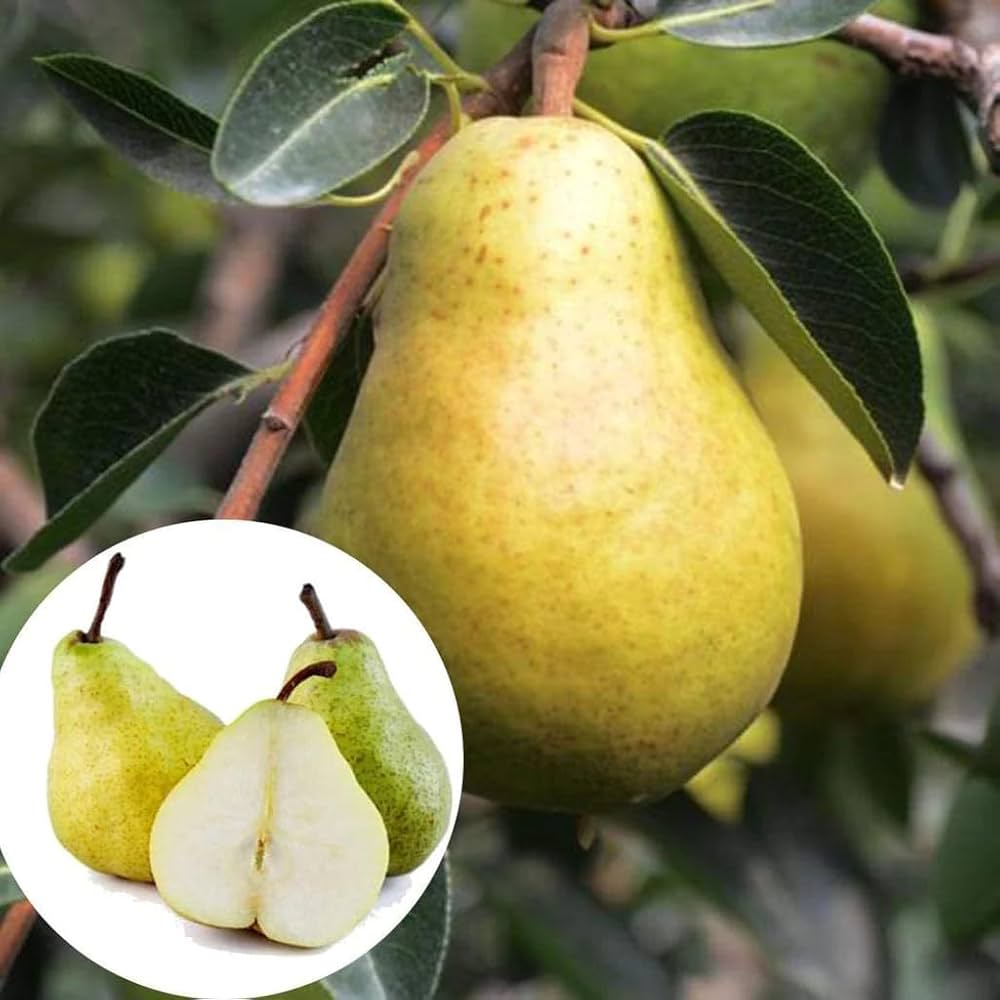 Bartlett Pear Seeds for Planting Pyrus communis for orchards and backyard edible gardens