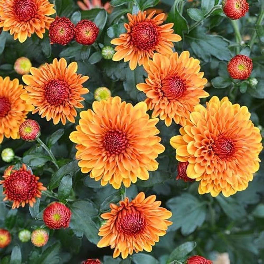 Heirloom Yellow & Red Chrysanthemum morifolium Flower seeds for Planting - Colorful Display, Heirloom & GMO Free Seeds for Home Garden