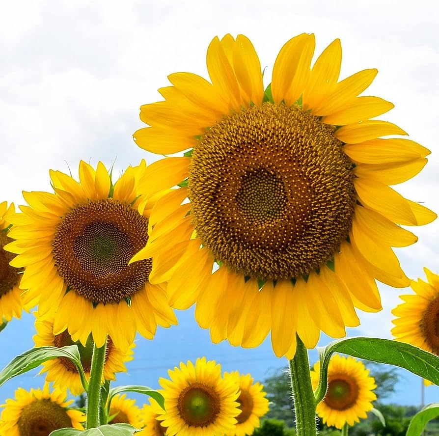 Kong Giant Sunflower Seeds for Planting Helianthus annuus for flower beds and gardens