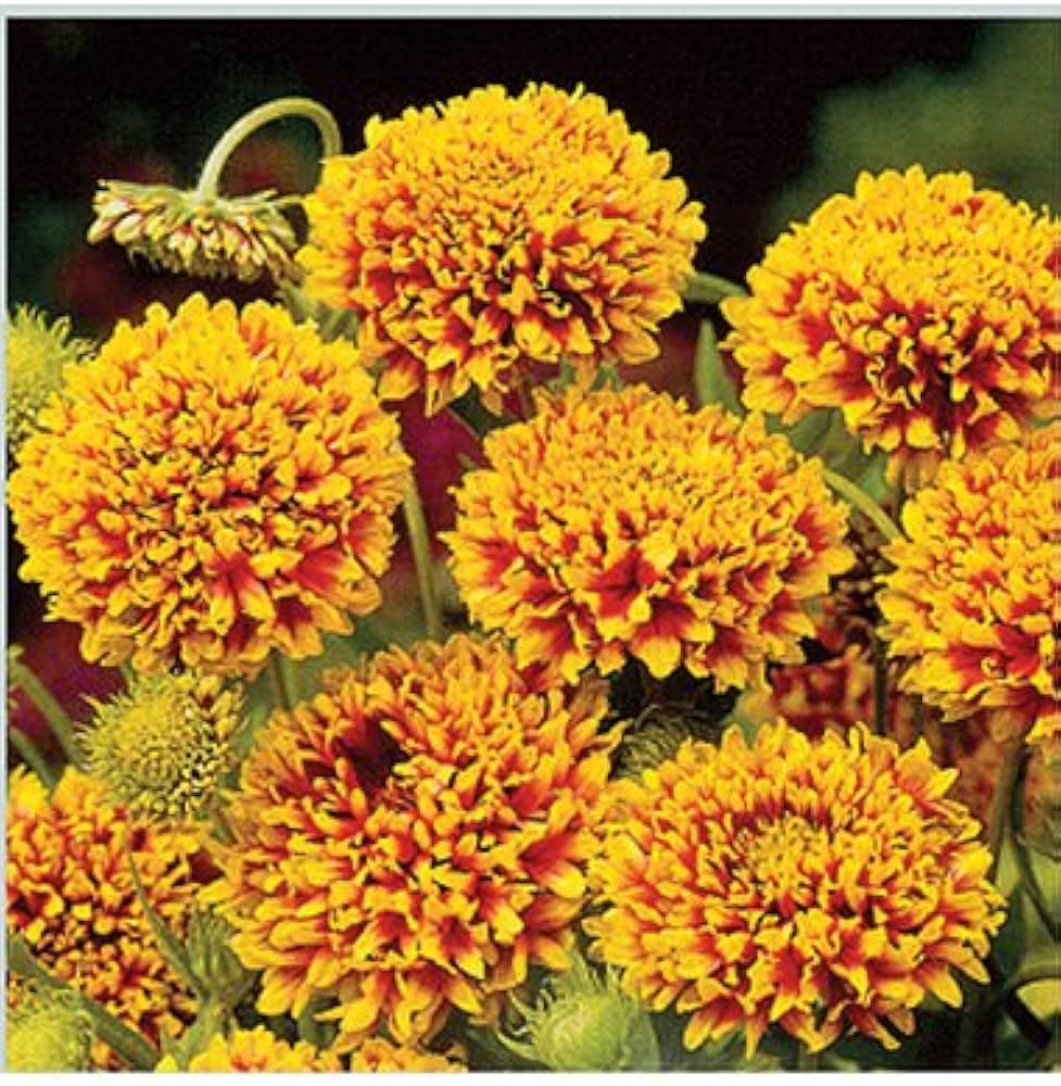 Ligularia Seeds for Planting Ligularia spp. for shade gardens and perennial flower beds
