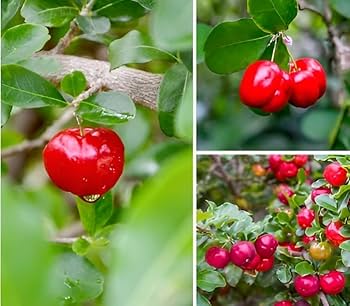 Rocoto Vegetable Seeds for Planting - Grow Your Own Spicy Peppers - Evergrowseeds