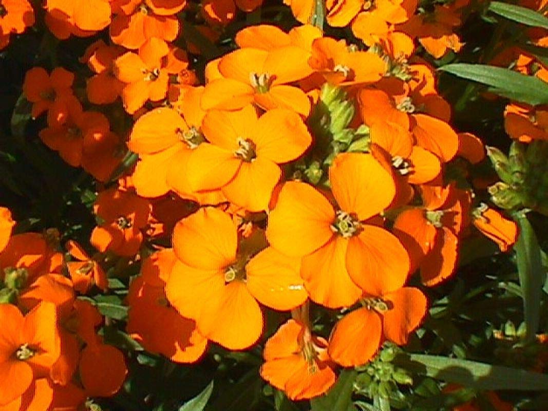 Orange Erysimum Aliionii Flower seeds for Planting - Premium Quality, Heirloom & GMO Free Seeds for Home Garden