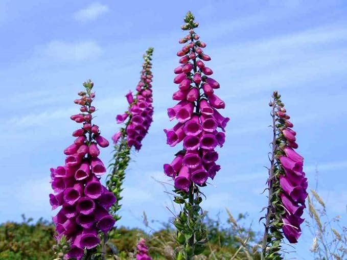 Digitalis Foxglove Flower Mix Seeds for Beautiful Foxglove Blooms
