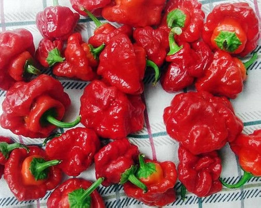 Jamaican Scotch Bonnet Pfeffer Seed for Planting vegetable patch