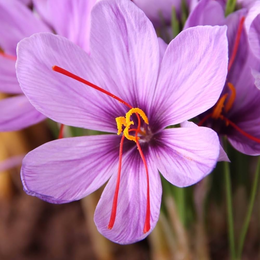 Hatsuga Saffron Crocus Mixed Flower seeds for Planting - Sun Loving, Heirloom & GMO Free Seeds for Home Garden