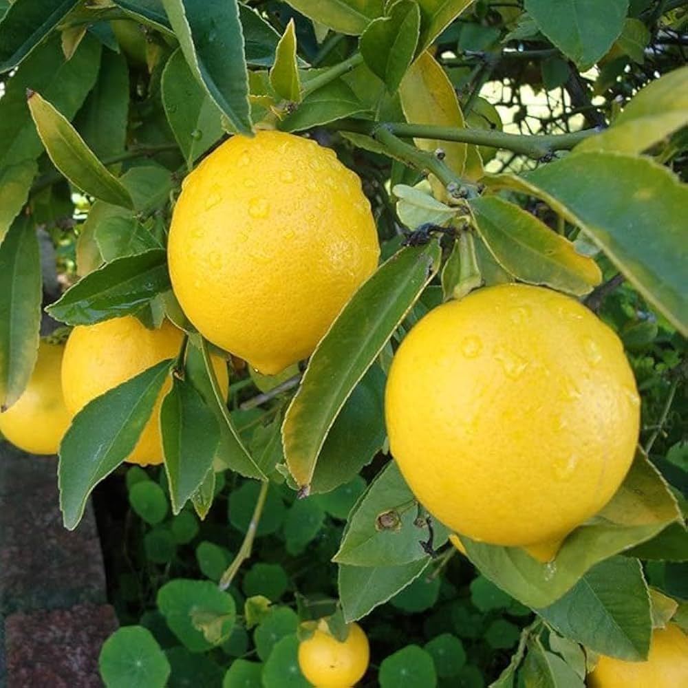 Fresh Harvest Lemon Seeds for Planting