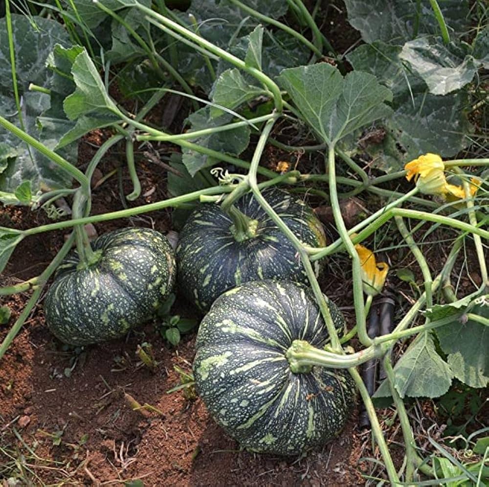 Pumpkin Bonsai Organic Large Vegetable Seeds