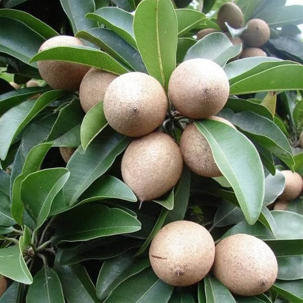 Sapodilla Fruit Planting Seeds for Thriving Home Gardens