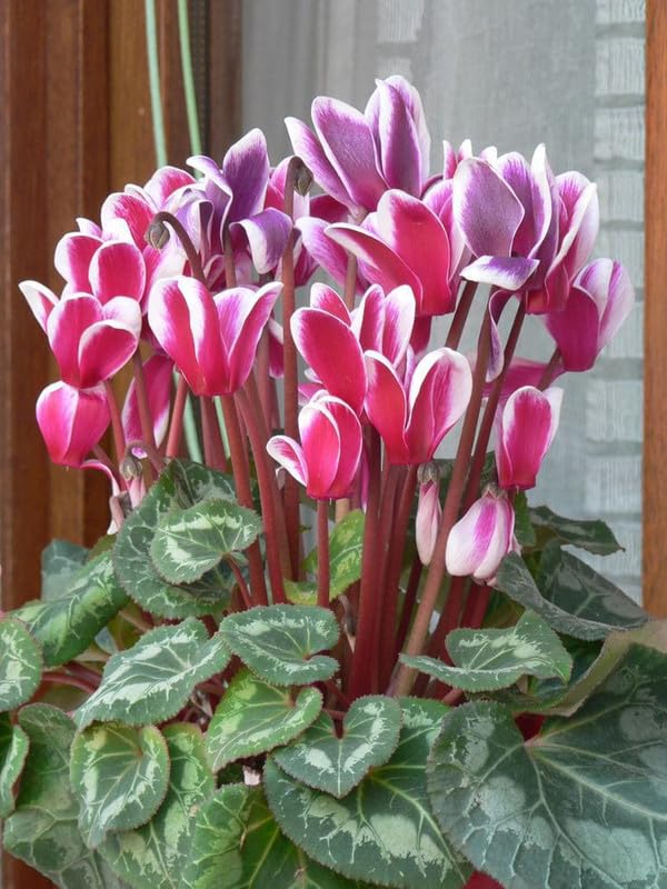 Pink & White Cyclamen Flower seeds for Planting - Cut Flower Favorite, Heirloom & GMO Free Seeds for Home Garden