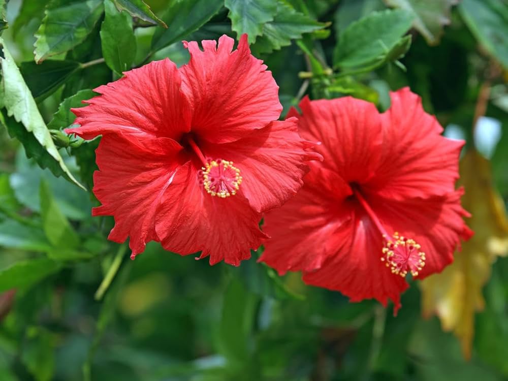 Evergrowseeds star hibiscus flower seeds for planting, showing 20 seed packets with vibrant hibiscus rosa-sinensis flowers in a flower bed