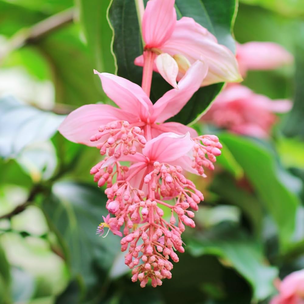Medinilla Magnifica Flower seeds for Planting - Cut Flower Favorite, Heirloom & GMO Free Seeds for Home Garden