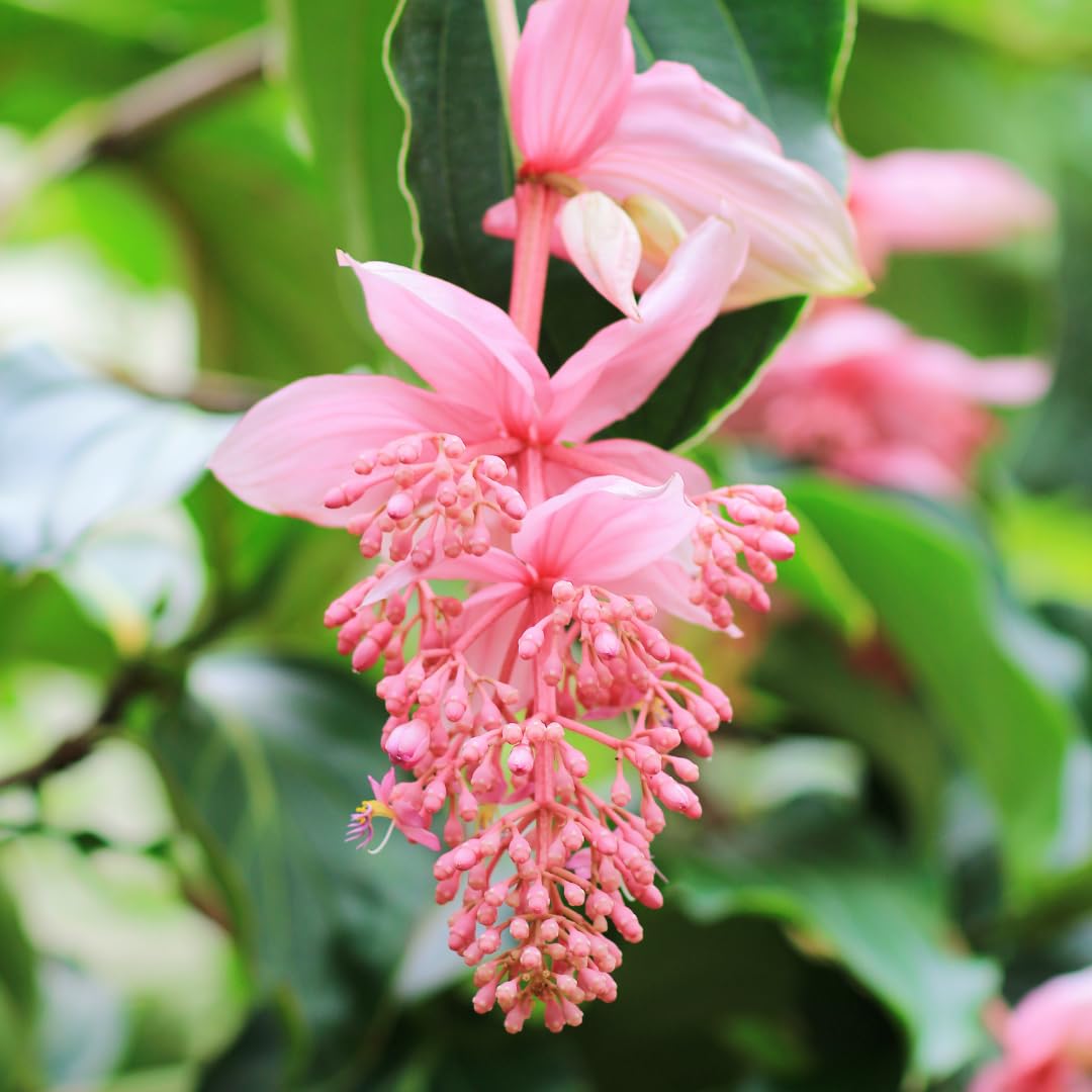 Medinilla Magnifica Seeds for Exotic Flower Planting - Evergrowseeds