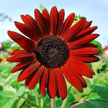 Maroon Sunflower Seeds for Planting  Grow Vibrant Flowers