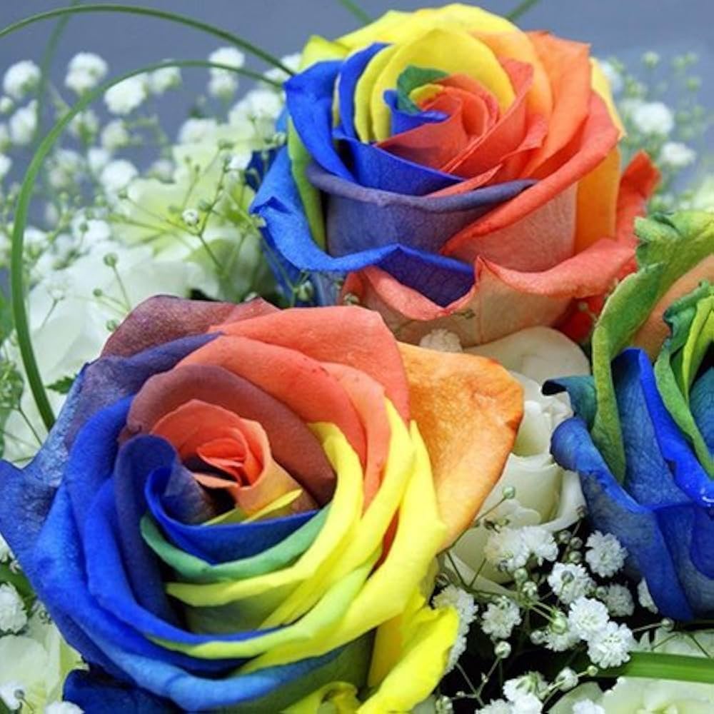Rainbow Rose Rosa spp Flower Seeds for Planting in Garden and Flower Bed